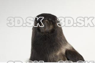 Jackdaw - Corvus monedula 0024